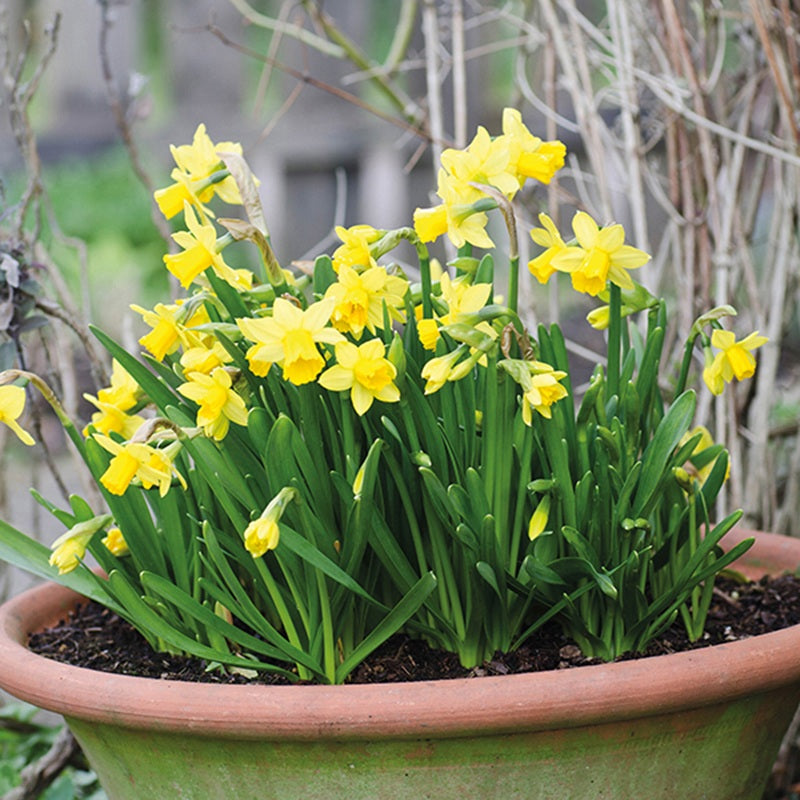 Narcissi Pot Collection