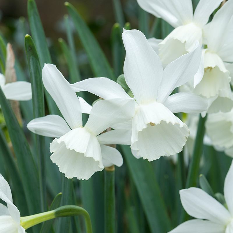 Narcissi Pot Collection