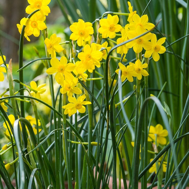 Narcissus Baby Moon (Jonquilla) Bulbs