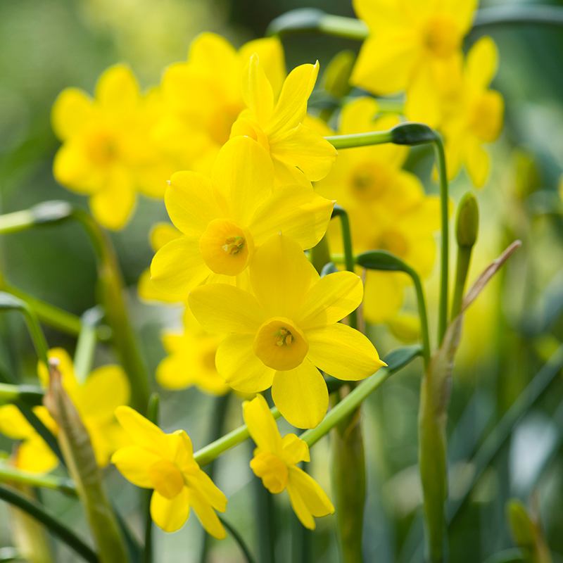 Narcissus Baby Moon (Jonquilla) Bulbs