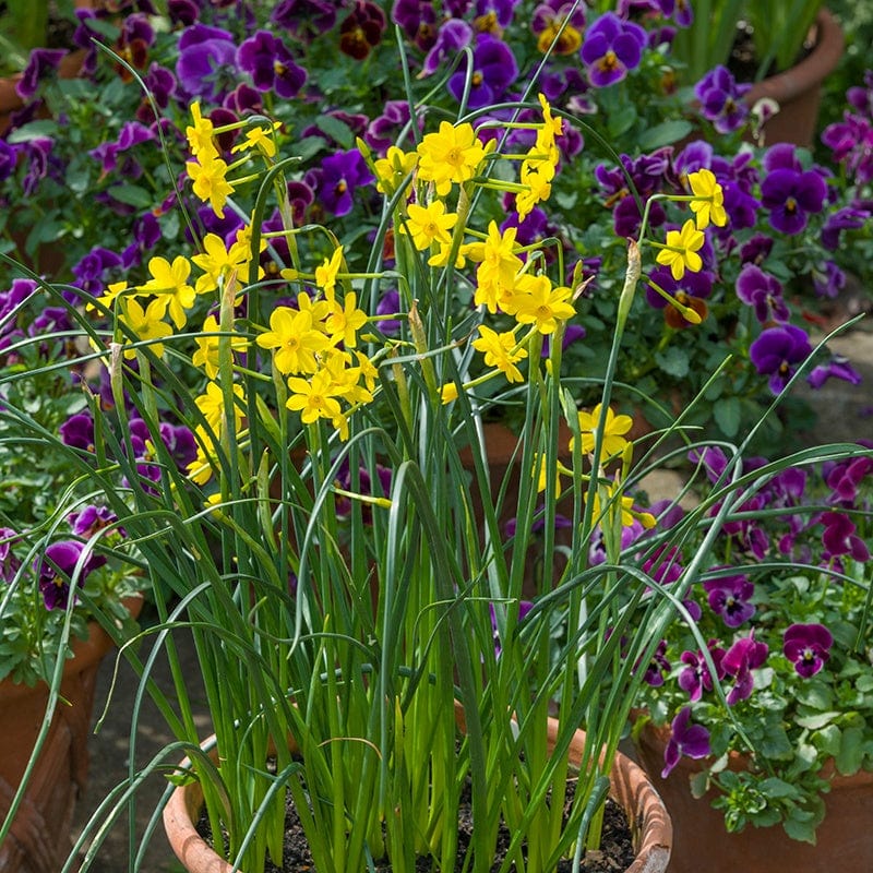 Narcissus Baby Moon (Jonquilla) Bulbs