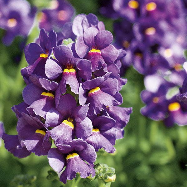 Close-up of purple flowers with yellow centers on a blurred green background