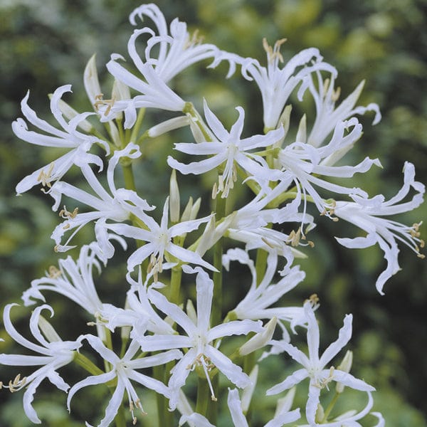 Nerine bowdenii Alba Flower Bulbs