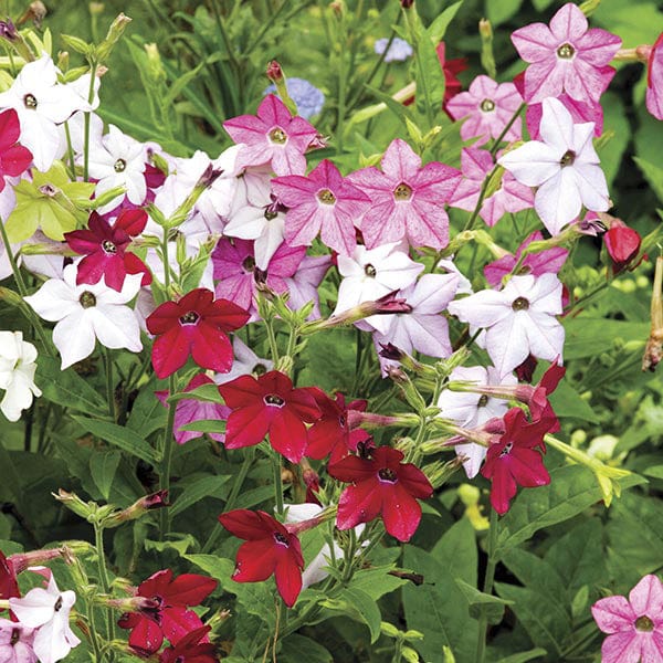 40 Standard Plug Plants Nicotiana Perfume Mixed F1