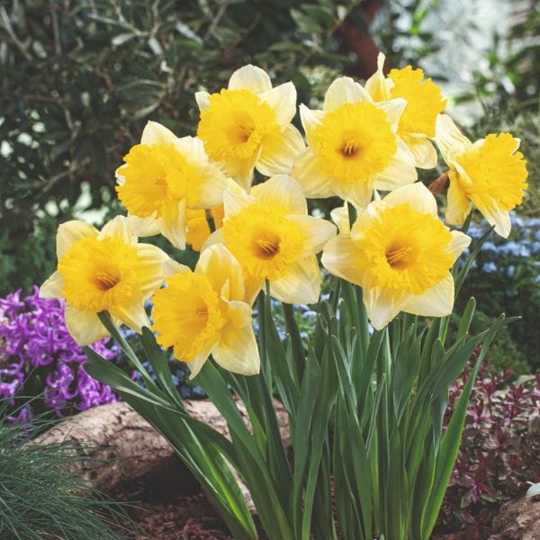Narcissus Las Vegas Flower Bulbs