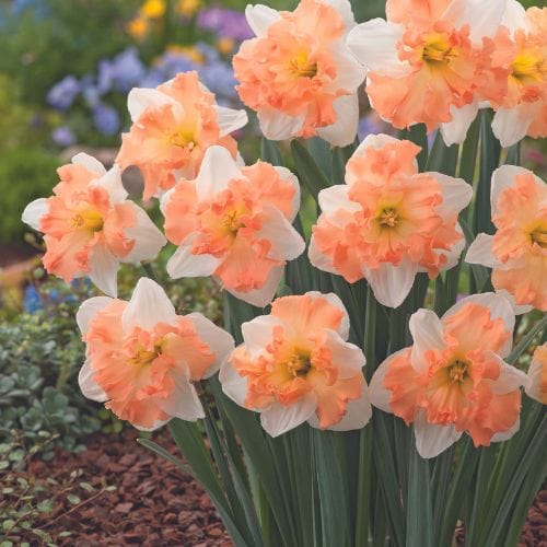 Narcissus Mariner Flower Bulbs