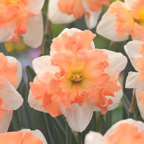 Narcissus Mariner Flower Bulbs