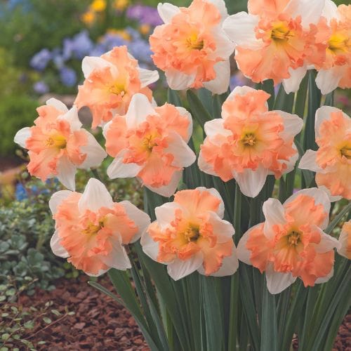 Narcissus Mariner Flower Bulbs