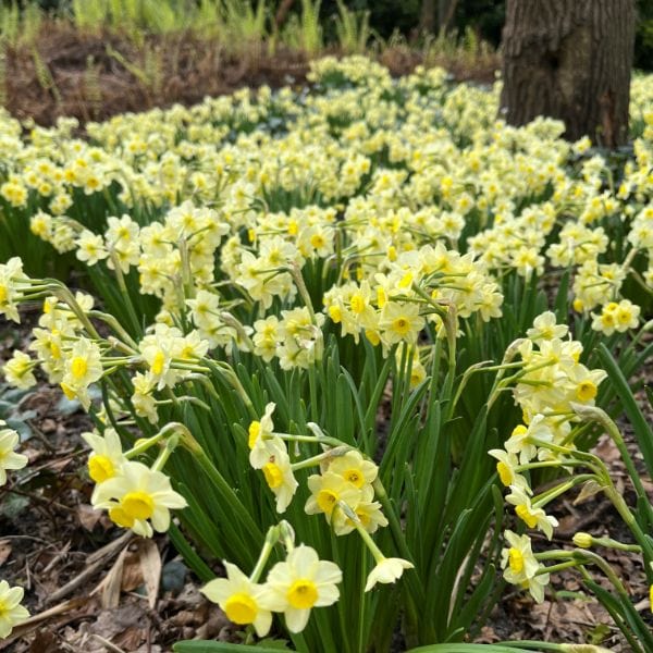 Narcissus Minnow (tazetta) Bulbs