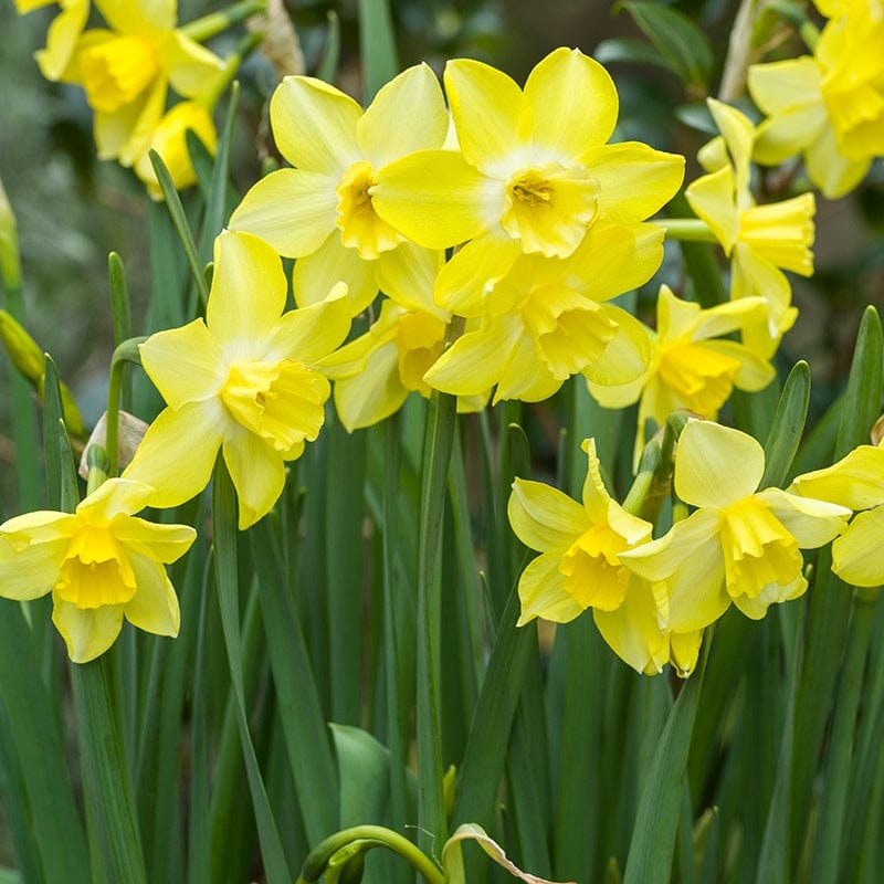 Narcissus Pipit (Jonquilla) Flower Bulbs