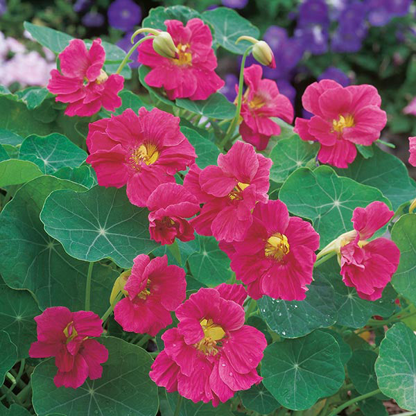 Bright pink flowers with green leaves on a blurred floral background