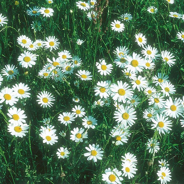 Nature's Helpers Chrysanthemum Ox Eye Daisy Seeds