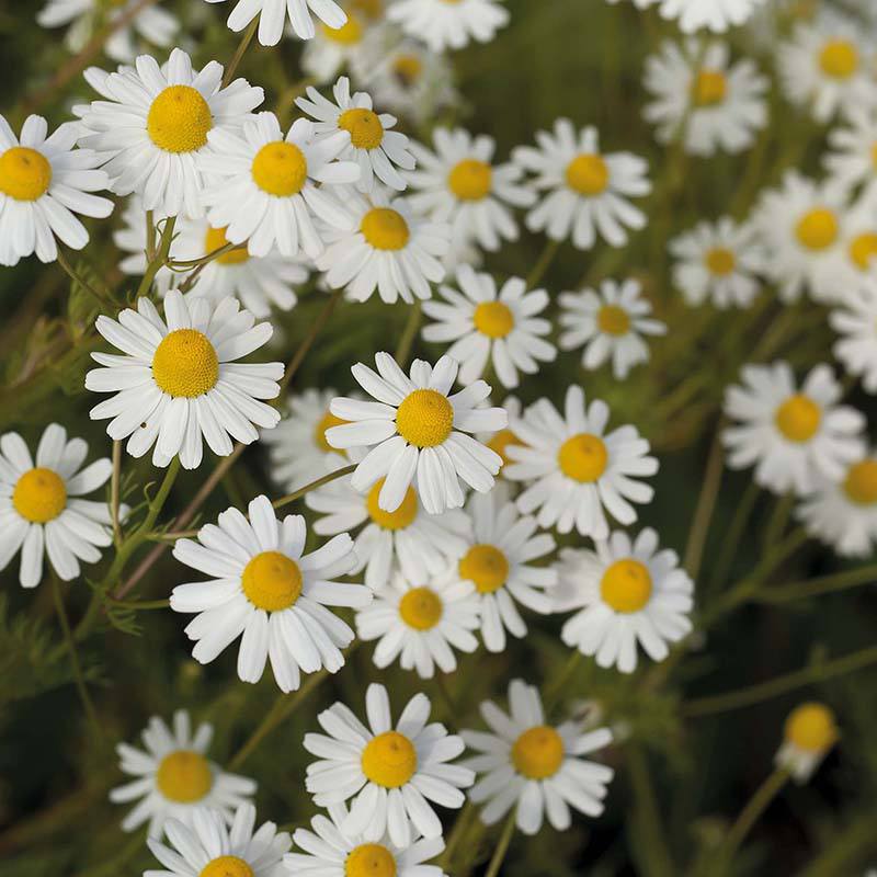 Nature's Helpers Corn Chamomile Wildflower Seeds