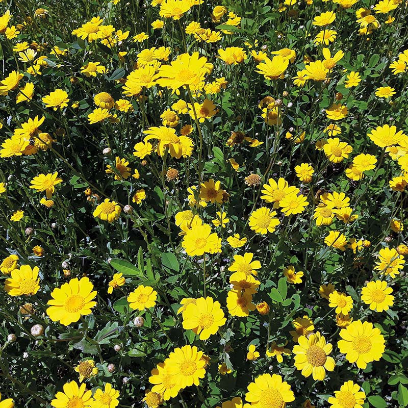 Nature's Helpers Corn Marigold Wildflower Seeds