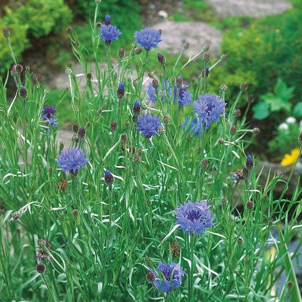 Nature's Helpers Cornflower Wild Cornflower Seeds