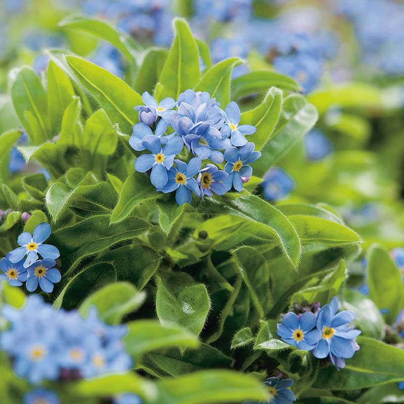 Nature's Helpers Forget-Me-Not Field Wildflower Seeds