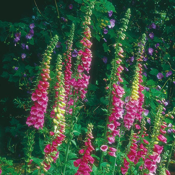 Nature's Helpers Foxglove Wild Foxglove Seeds