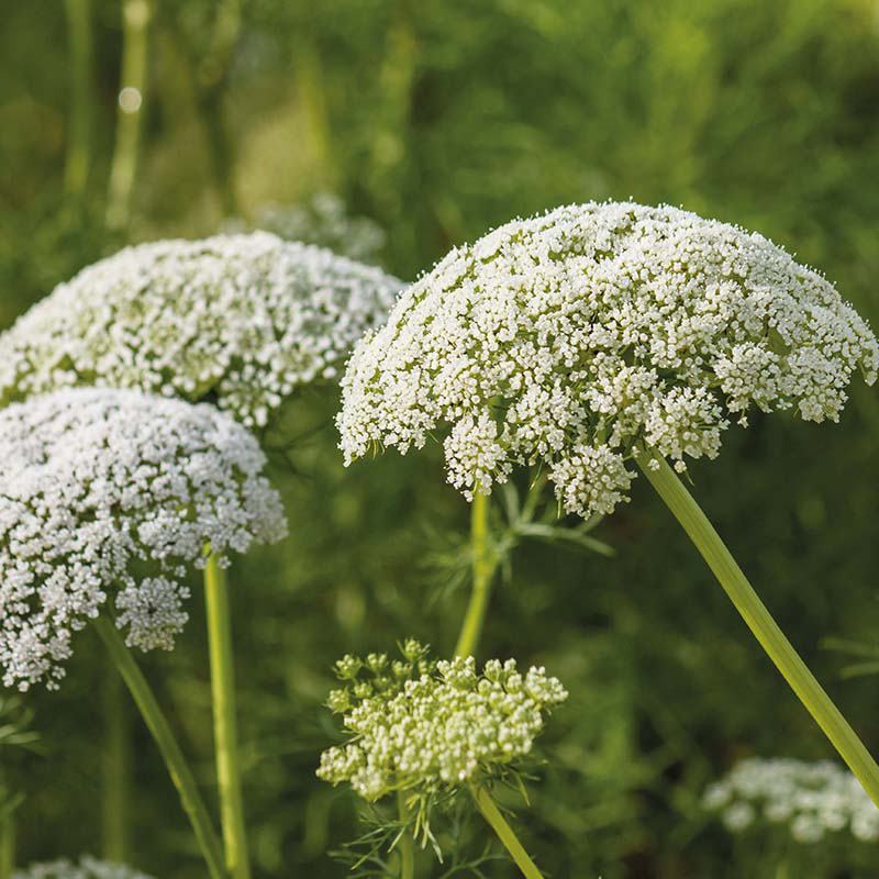 Nature's Helpers Wild Carrot Wildflower Seeds