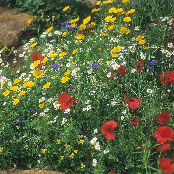 Nature's Helpers Wildflower Cornfield Mixture Seeds