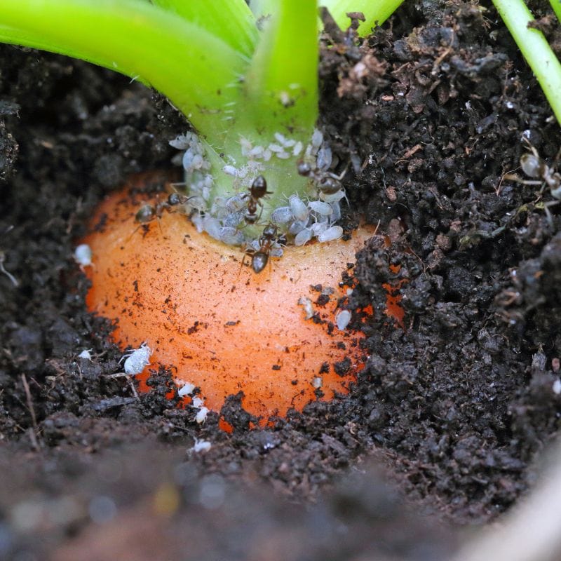 NemaKnights Nematodes Biological Fungus Gnat, Thrips and Root Aphid Control