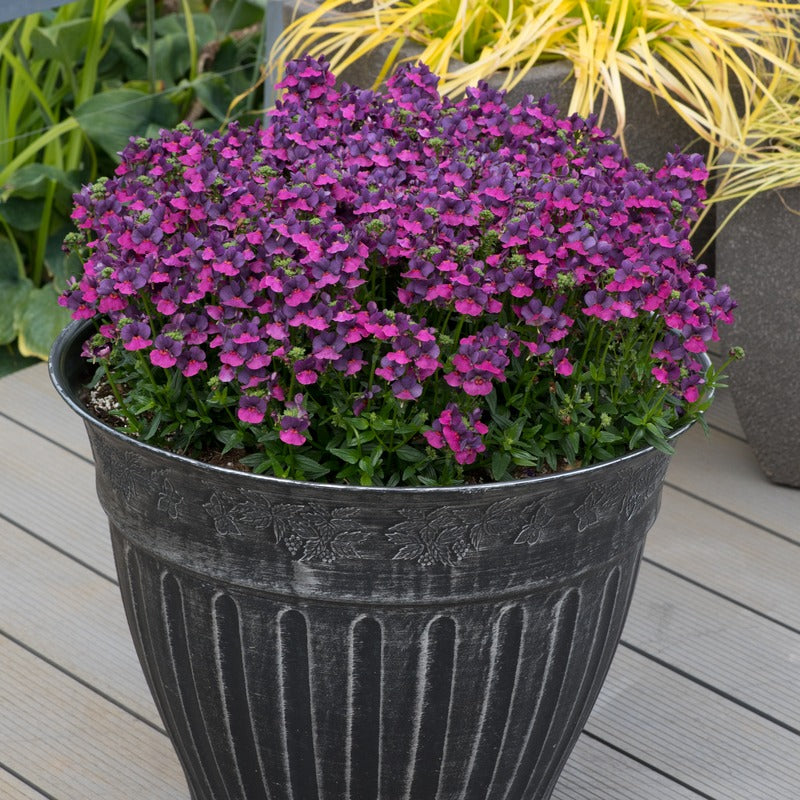 Potted plant with purple flowers in a decorative pot on a wooden surface