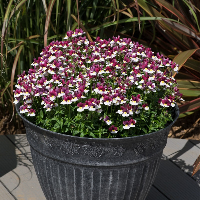 Potted plant with purple and white flowers in a decorative pot.