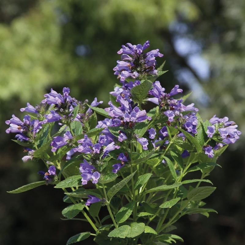 Nepeta Blue Panther Seeds