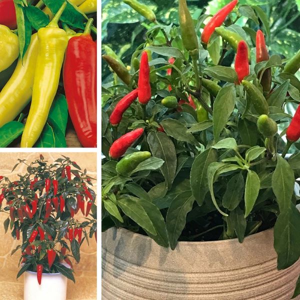 Nicely Spicy Chilli Pepper Plant Collection
