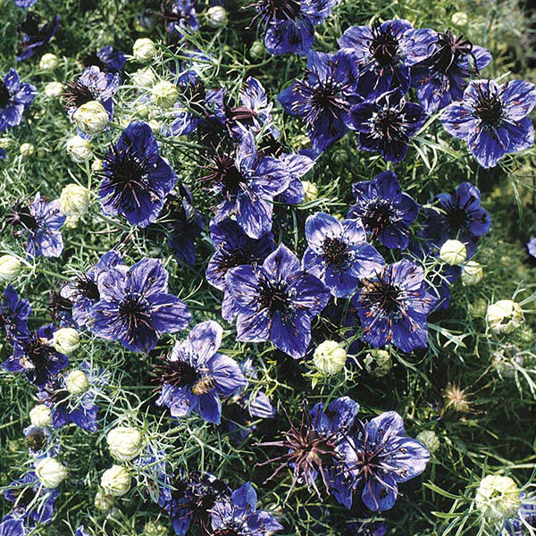 Close-up of blue flowers with green leaves