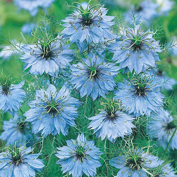 Close-up of blue nigella flowers with green centers on a blurred green background