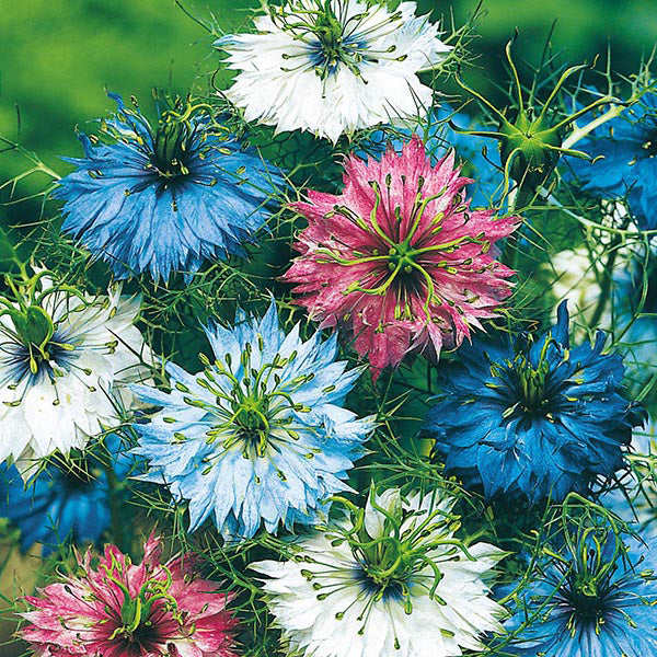 Colorful flowers including blue, pink, and white in a natural setting.