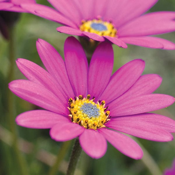 3 Young Plants Osteospermum In The Pink Flower Plants