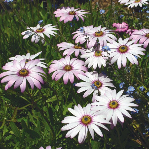 3 Young Plants Osteospermum Lady Leitrim Flower Plants