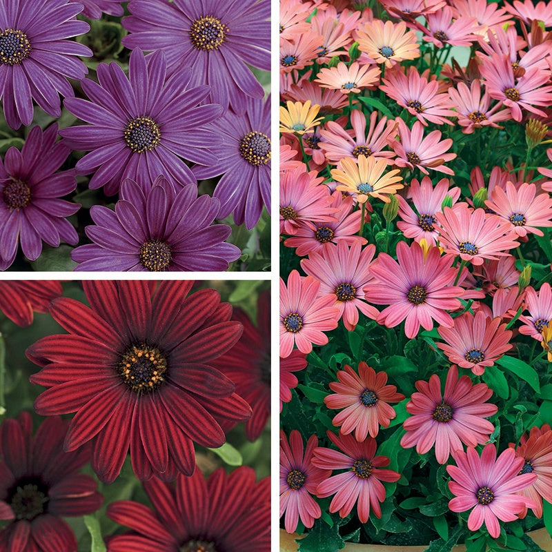 Collage of purple, pink, and red flowers with green leaves.
