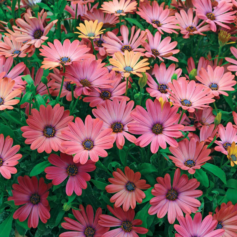 Close-up of pink and yellow flowers with green leaves