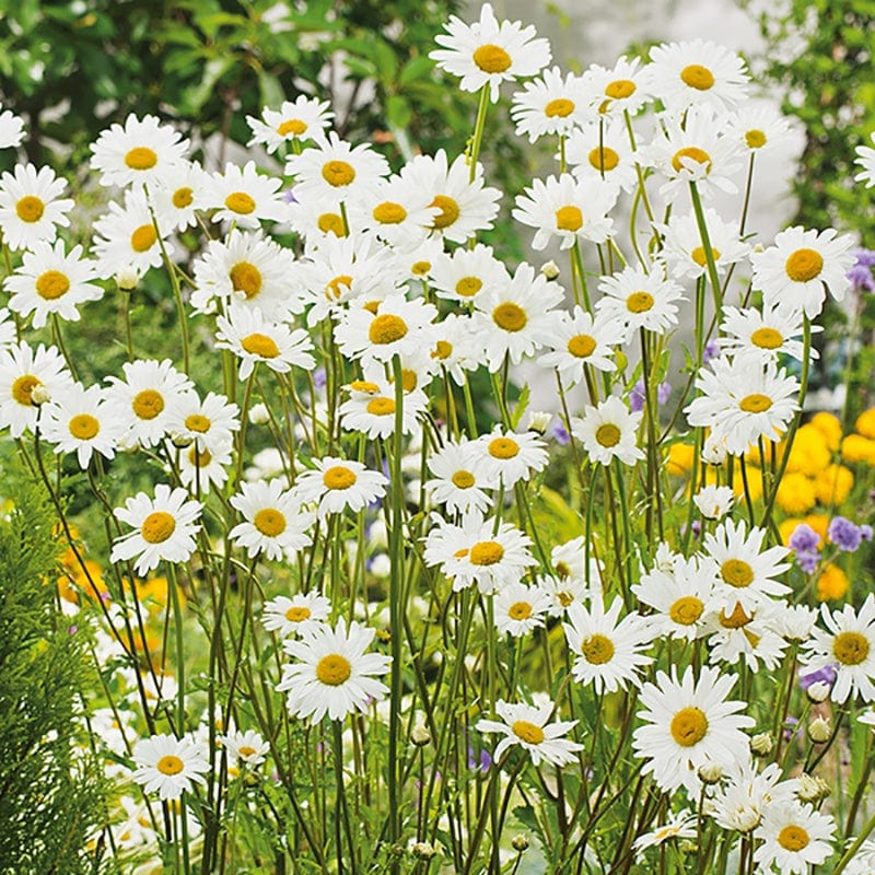 10 Young Plants Oxeye Daisy Flower Plants
