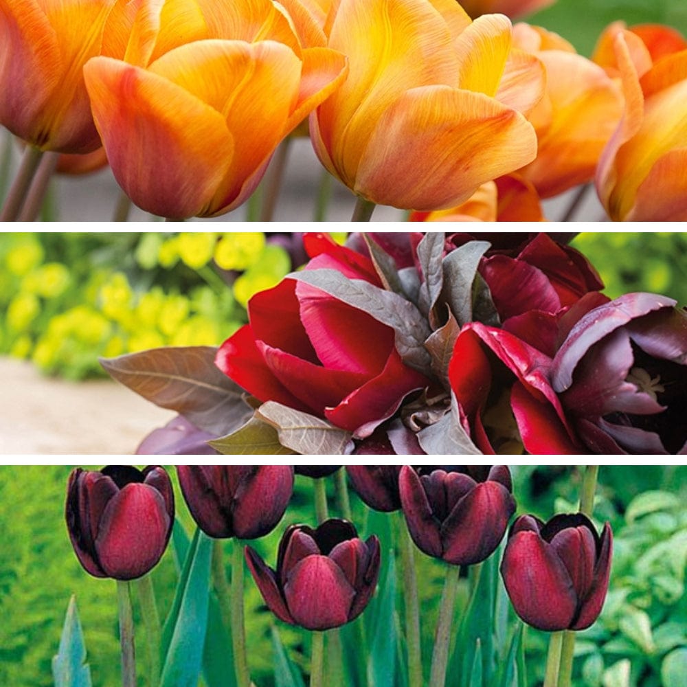 Opulent Tulip Flower Bulb Collection