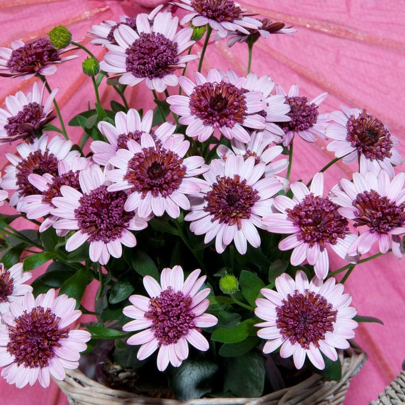 Osteospermum 3D Collection