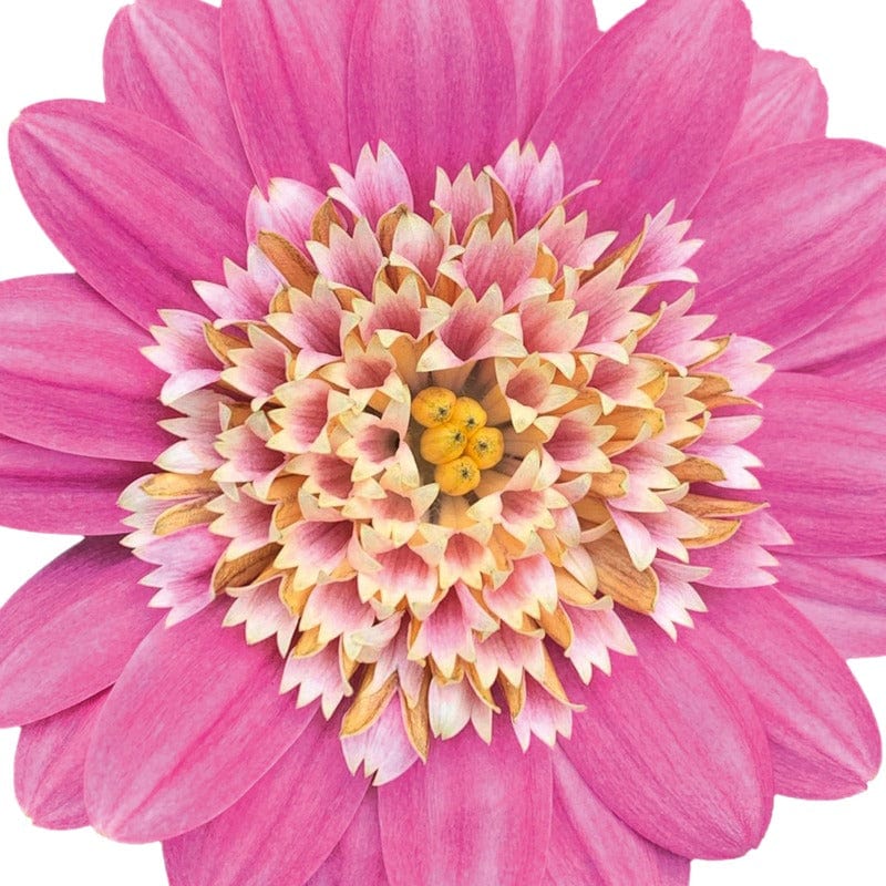 5 Young Plant Osteospermum 3D Pink Bicolour