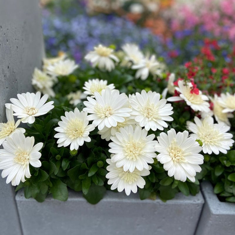 Osteospermum Double Nanuk