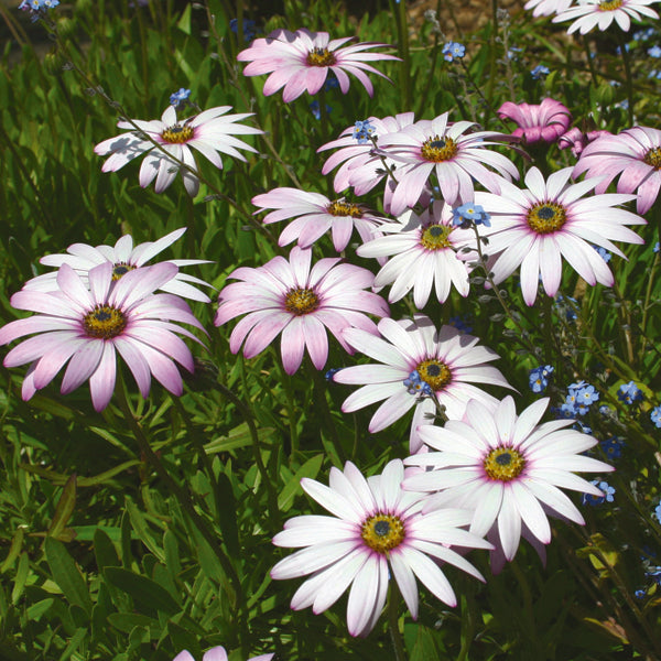 Osteospermum Flower Plant Collection