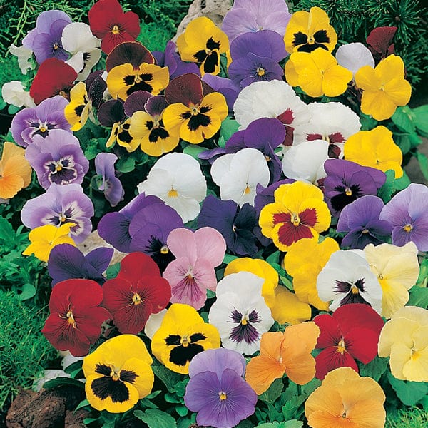 30 Garden Ready Plants Pansy Mr F’s Winter Flowering Mixed F1 Plants