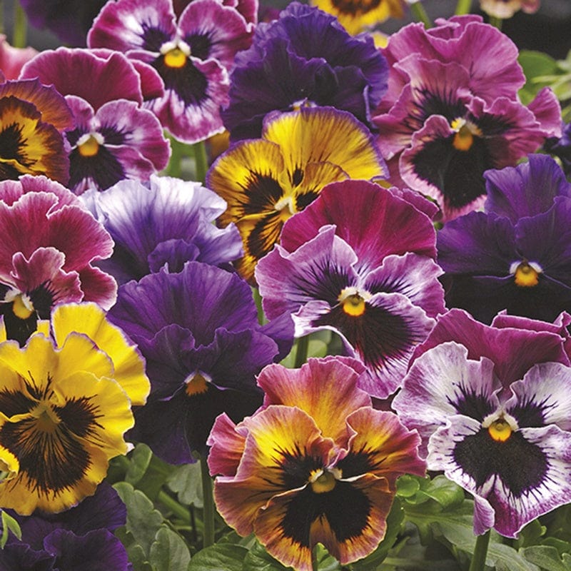 2x 30 garden ready plants Pansy Fizzy Fruit Salad Mixed F1 Plants