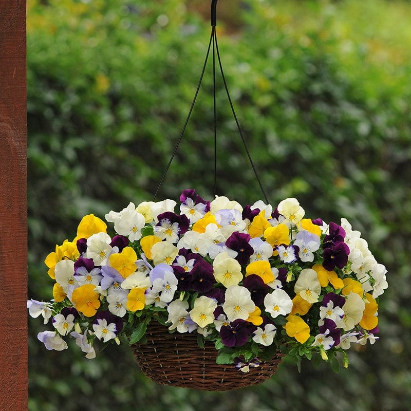 Pansy Cool Wave Mixed Flower Plants