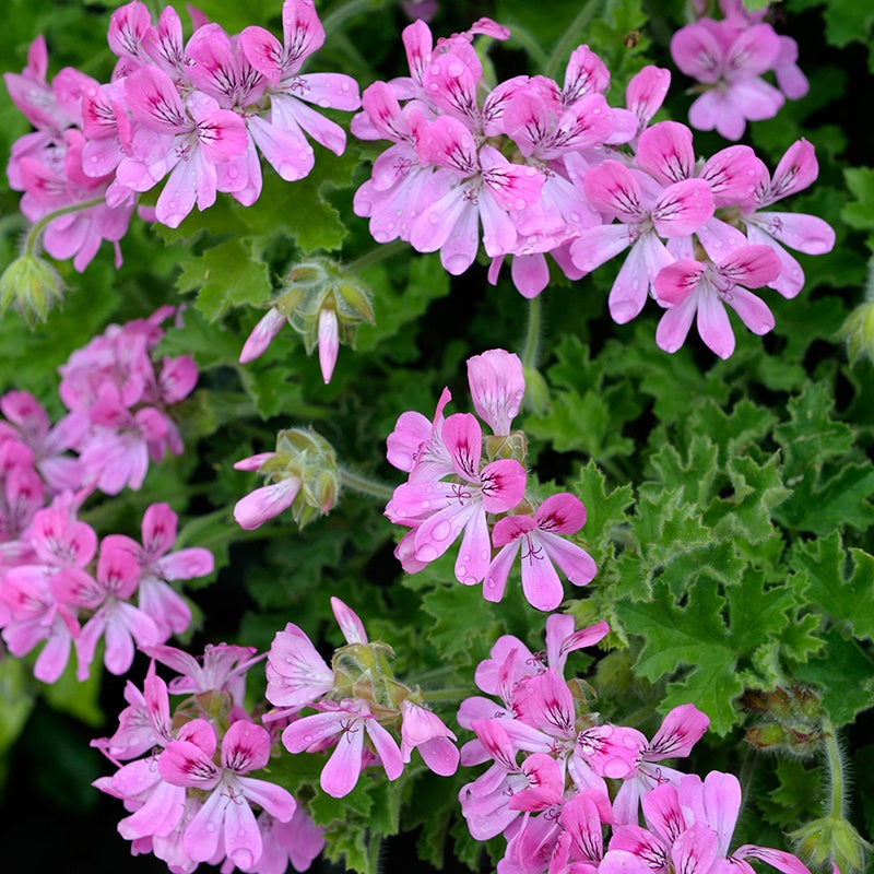 Close-up of pink flowers with green leaves