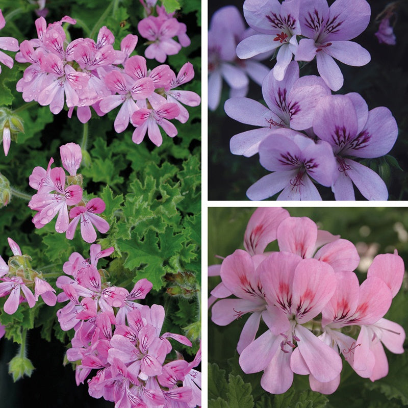 Collage of pink and purple flowers with green leaves