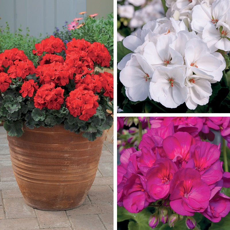 Pelargonium Zonal Flower Plant Collection