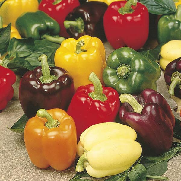 3 x 9cm Potted Plants (EARLY) Pepper Jericho F1 Grafted Plants