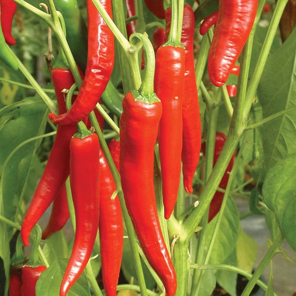 3 x 9cm Potted Plants (EARLY) Chilli Big Devil F1 Grafted Plants