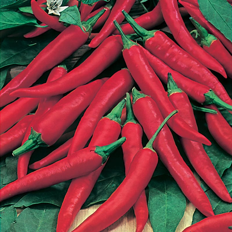 Chilli Pepper De Cayenne Plants